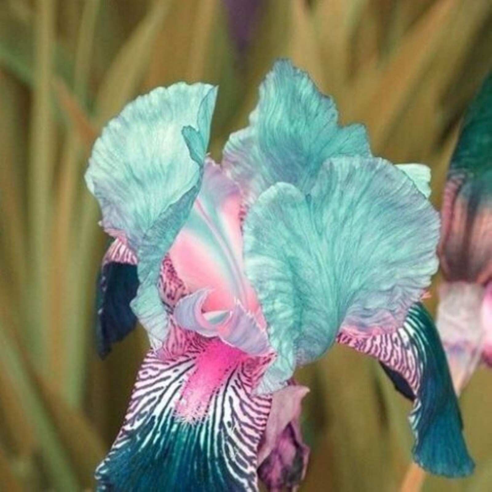 50 Iris Flower Seeds Much Less Money Than Bulbs..