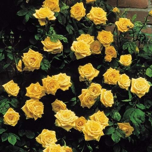 20pcs Yellow Climbing Rose Seeds – Rare Non-GMO Heirloom Variety for Your Garden