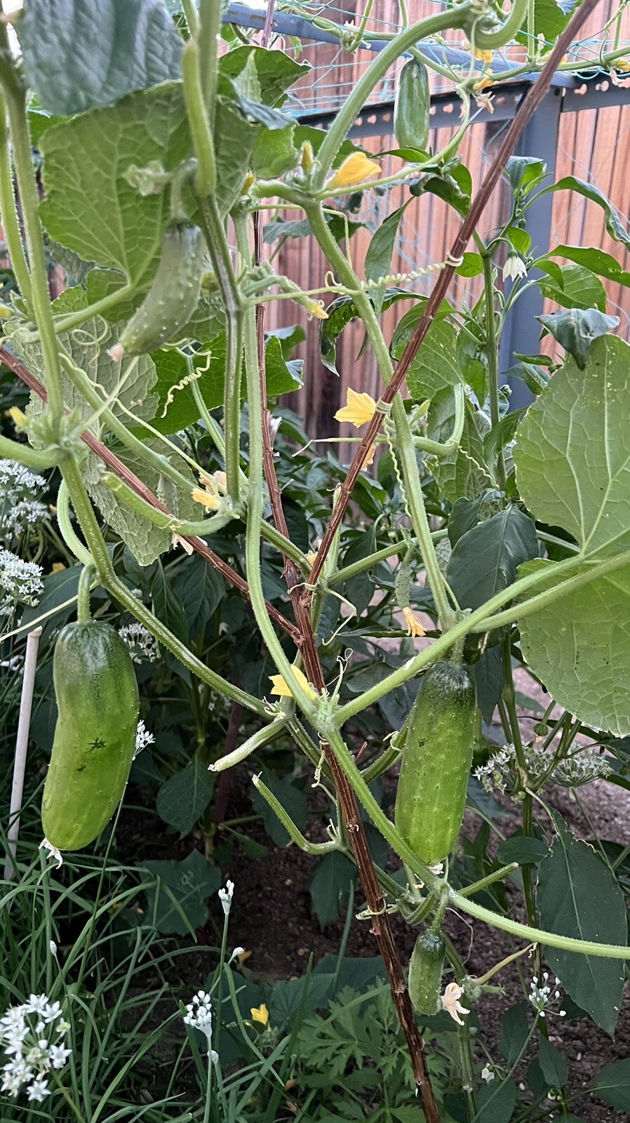 30+ Chinese Fruit Cucumber Seeds 30多粒中国水果黄瓜，旱黄瓜种子. 2023年新种子