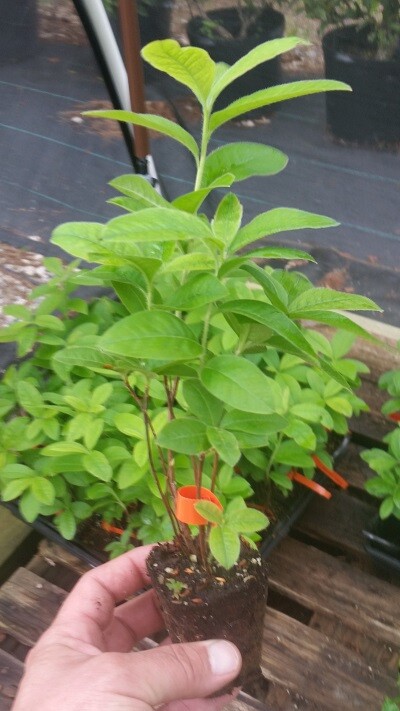 ( 1 ) – Mandarin Lights Orange Deciduous – Starter Plant ( 7L ) ( 1 live plant )