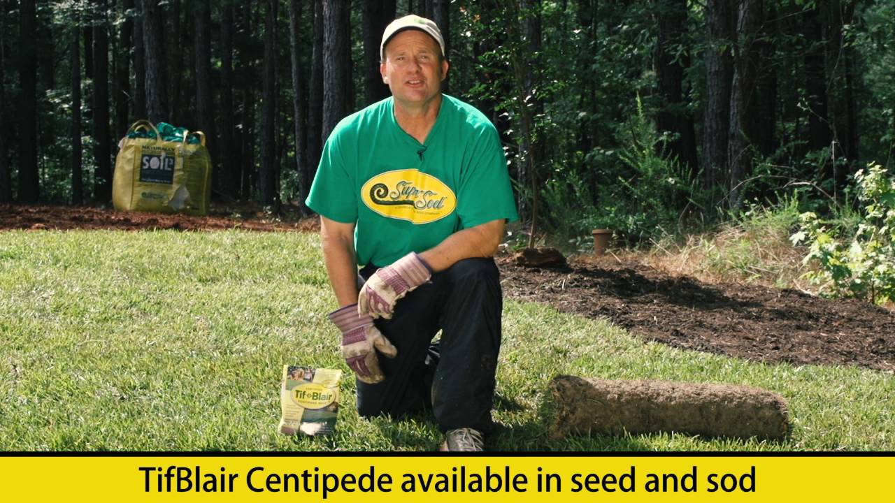Tifblair Centipede Grass Seed (Certified) – Select Your Size