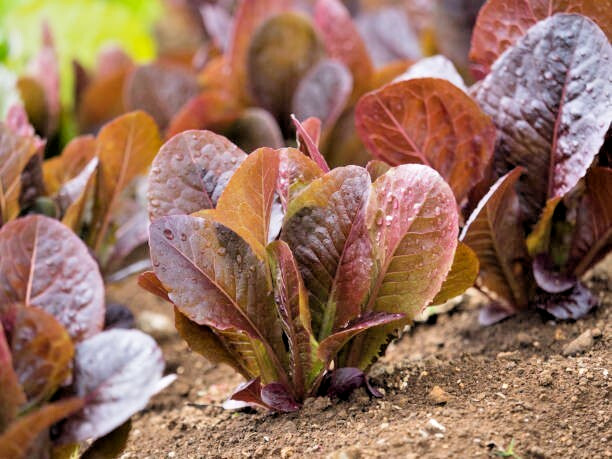 1000 RED ROMAINE ROMAINE LETTUCE SEEDS |2026 SALE FREE SHIPPING NON GMO HEIRLOOM