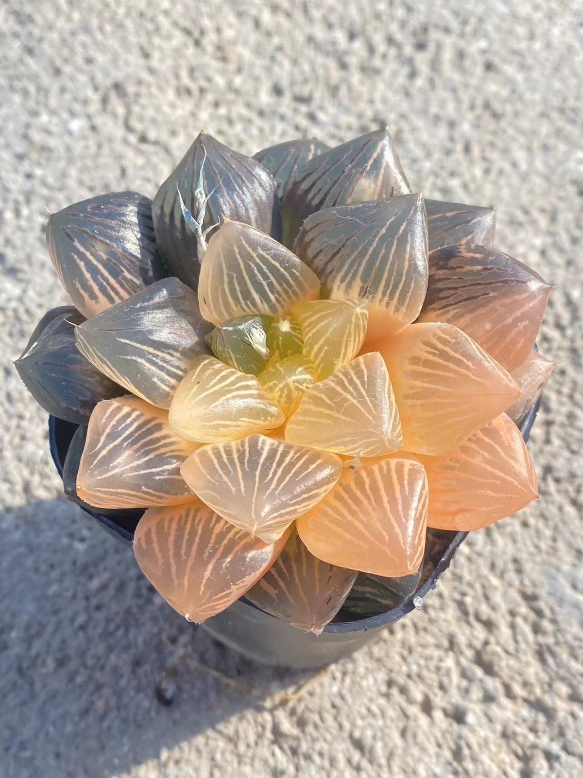 Haworthia Obtusa Hybrid varigated Succulent plants potted Plants 7-8CM