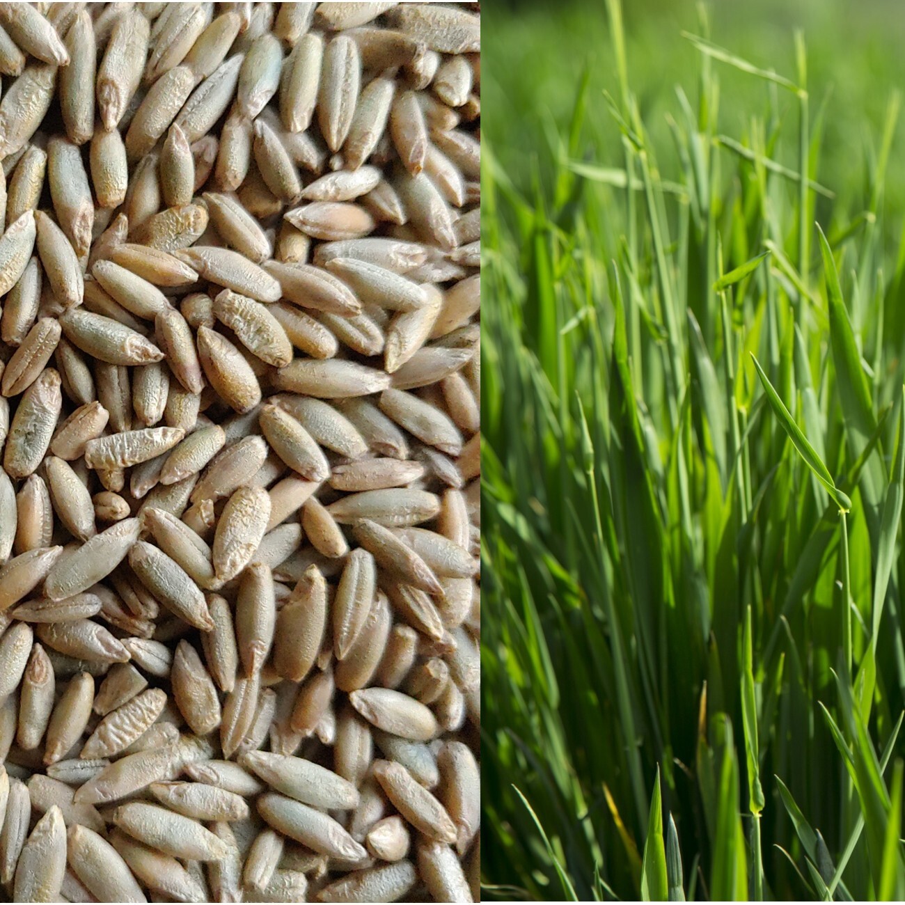 Annual Rye Grass 5.5 lbs Grass Seed Fast Growing Winter Fall Rye Grass FAST SHIP