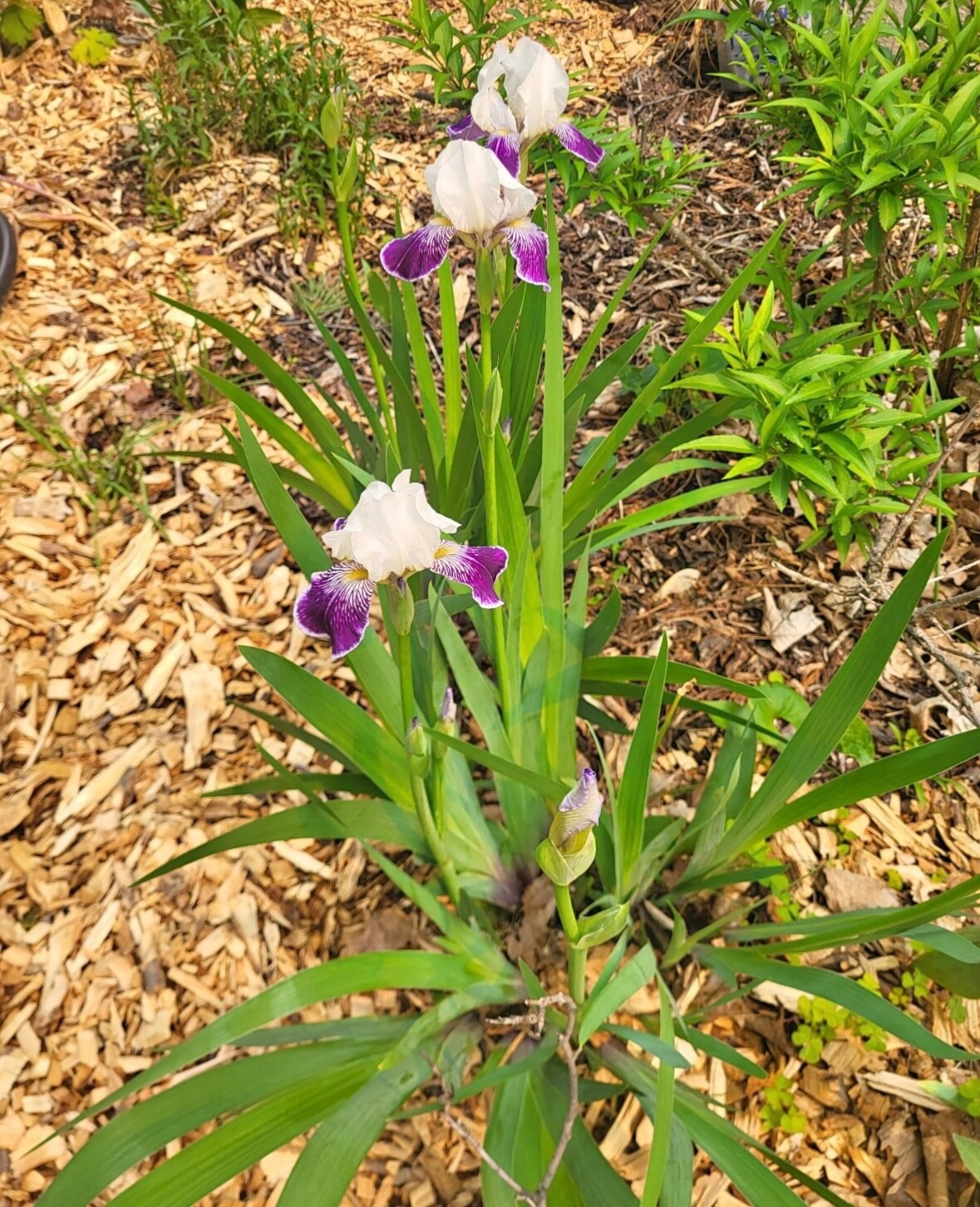 6 – MIXED white /purple COLORS BEARDED IRIS Bulbs/Rhizomes FRESH – Perennial