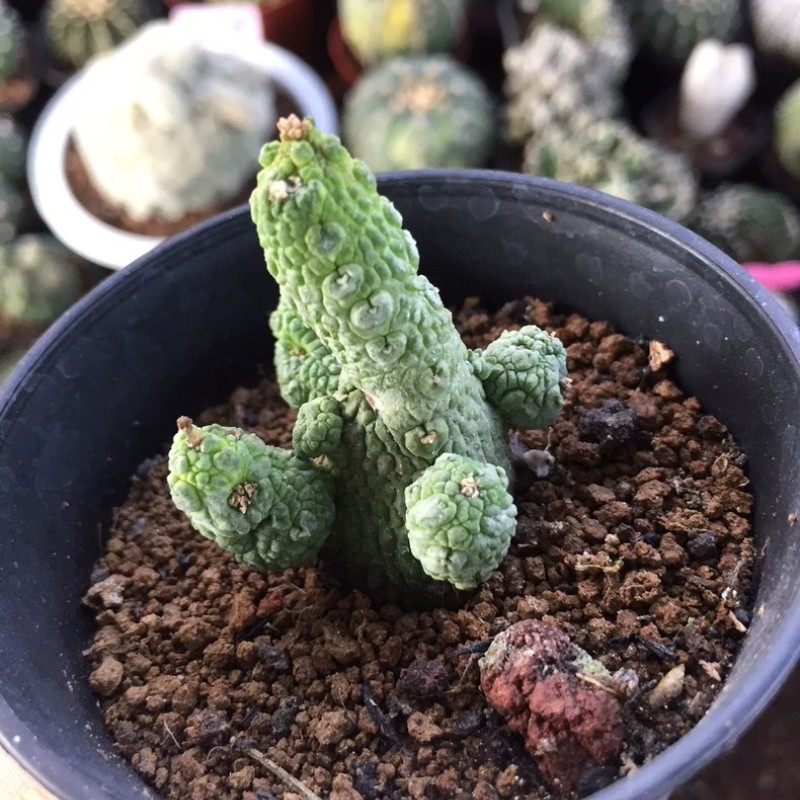4-5CM Succulent Cactus Plant Pseudolithos Caput-Viperae（Multi-Heads）Apocynaceae.
