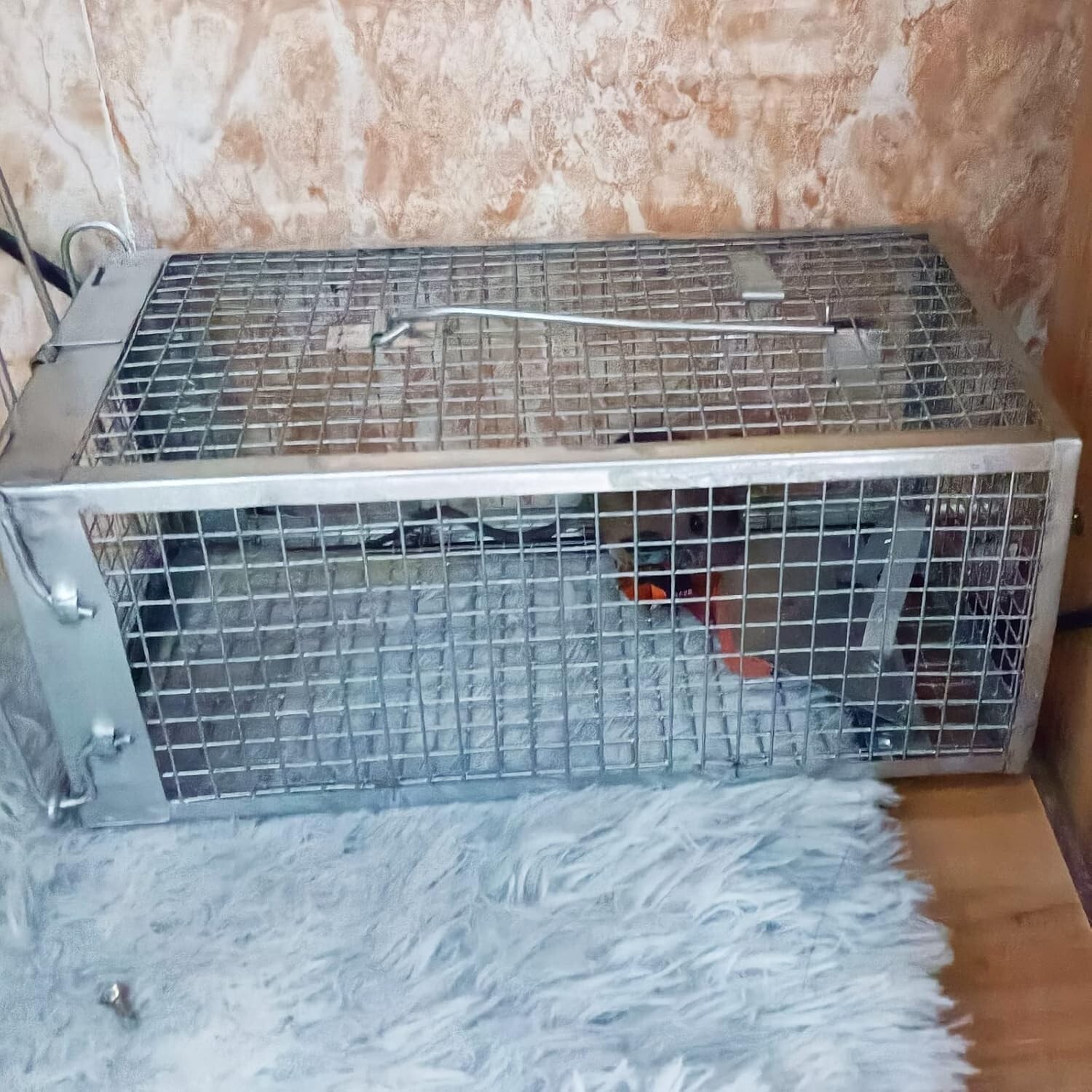 2 Pack Rat Trap Humane Mouse Traps Work Small Rodent Animal-Mice Catch Release S