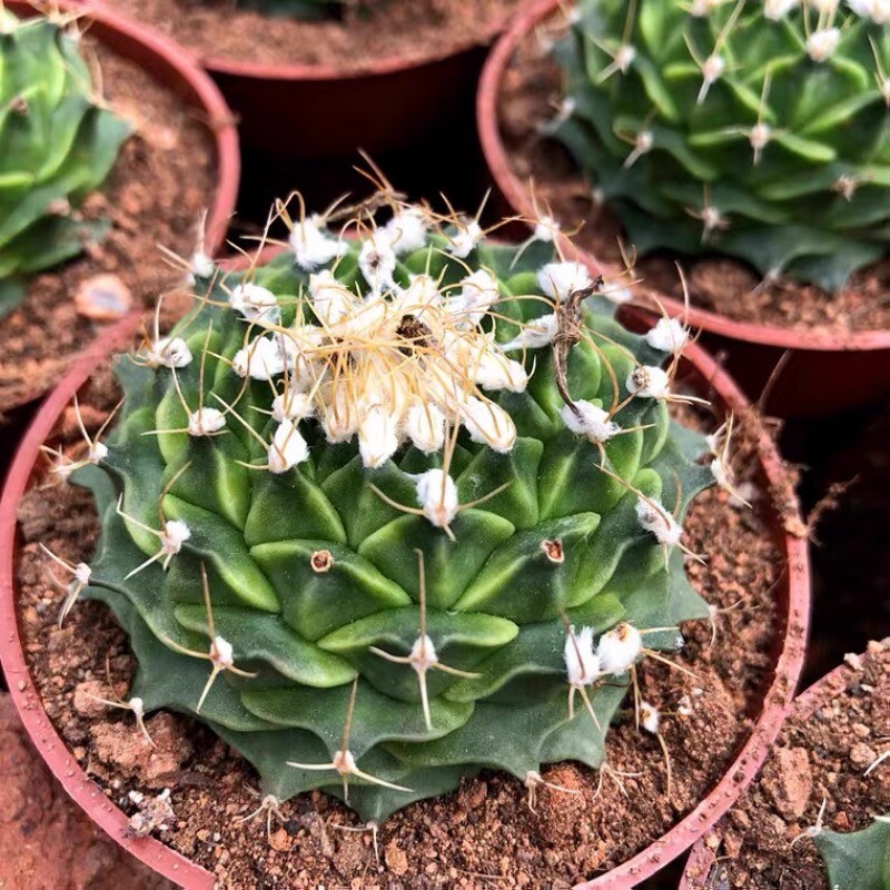 7-8CM Succulent Cactus Plant Obregonia Denegrii Cactaceae Home Garden Beautiful