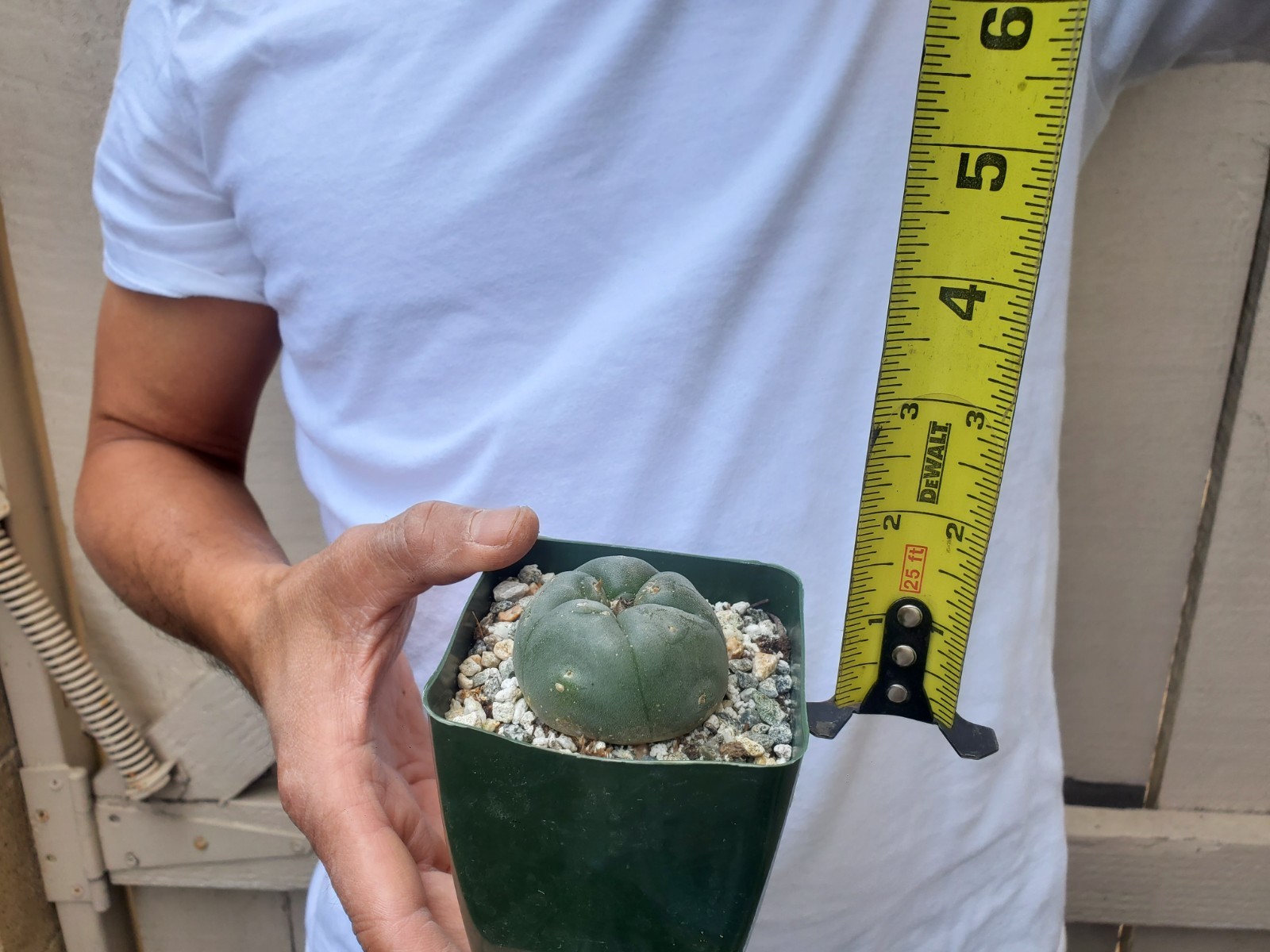 Unknown Cactus -G