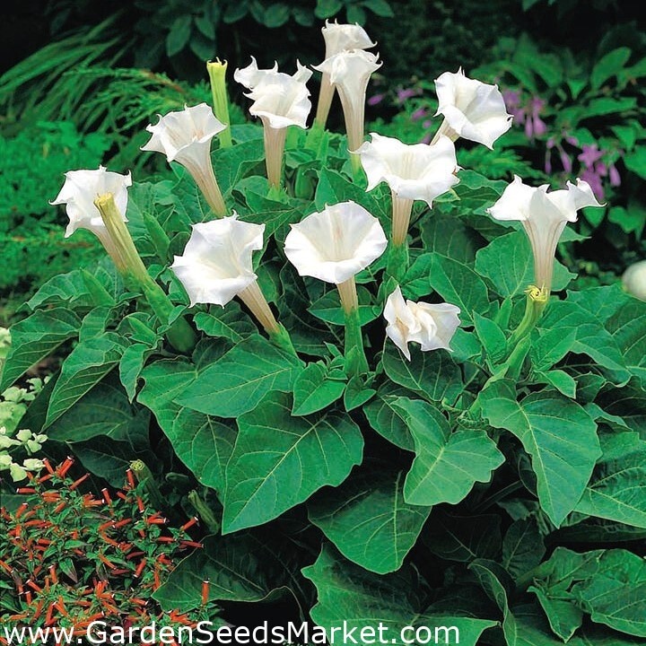 100+ Angle’s Trumpet, Datura White Moon Flower, Texas Seeds, GREAT germination!