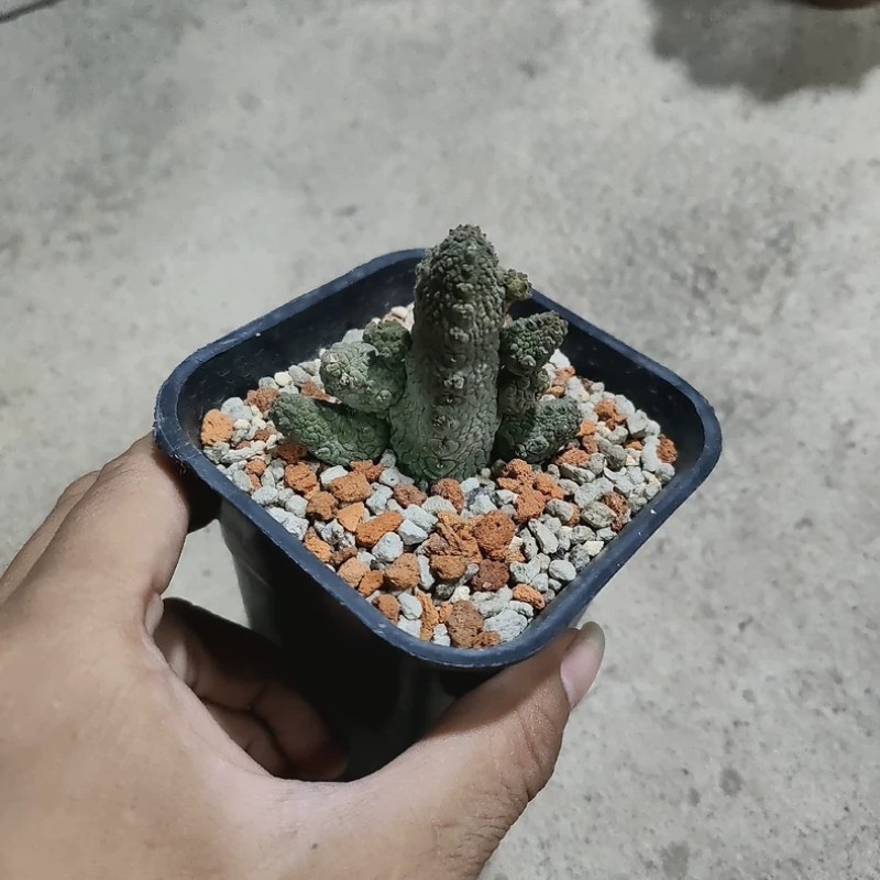4-5CM Succulent Cactus Plant Pseudolithos Caput-Viperae（Multi-Heads）Apocynaceae.