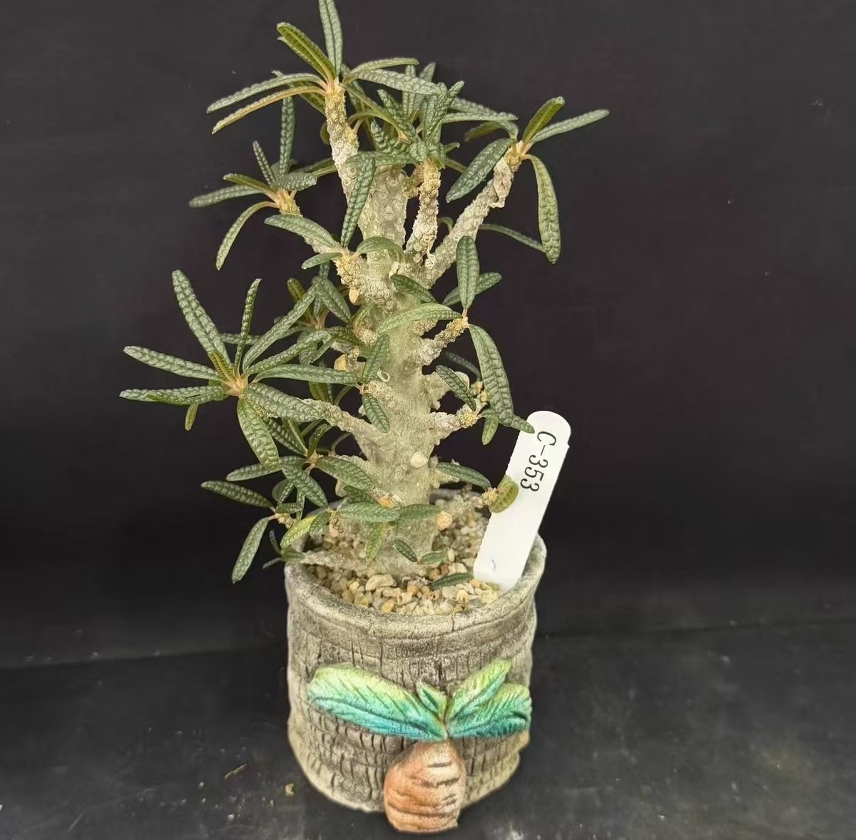 Pot 8cm Live House Plant Dorstenia gigas f. bullata WYSIWYG Own Root Boutique