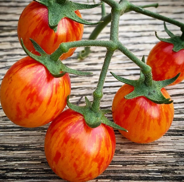 Ultimate Cherry Tomato Seed Combo Pack 500 Seeds 10 Varieties – 50 Each Variety