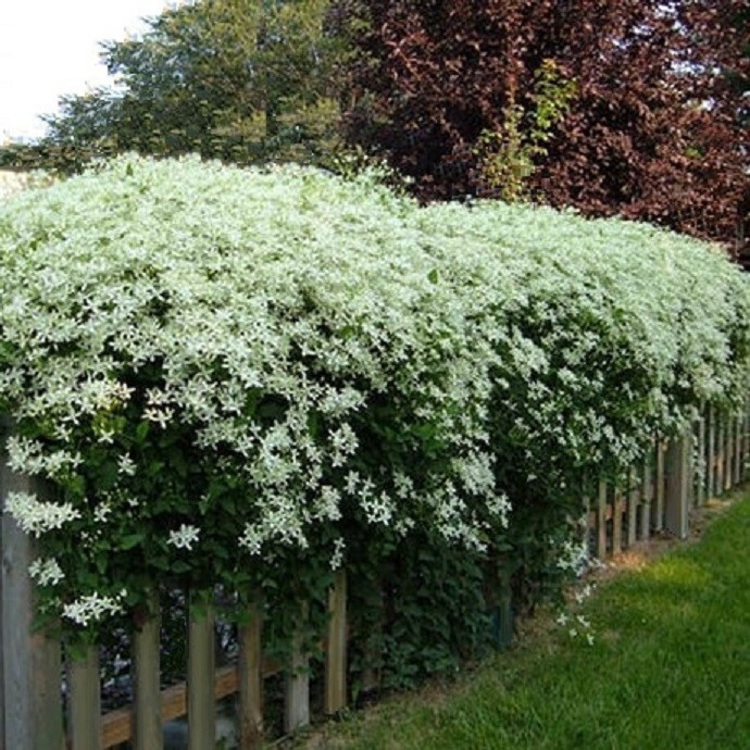 1-Year Roots Sweet Autumn Clematis (Virginsbower Clematis Paniculate Terniflora)