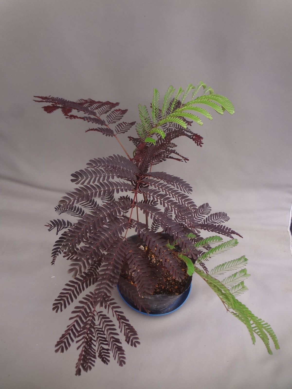 Albizia julibrissin ‘Karasuba’ black leaf [Must read description]