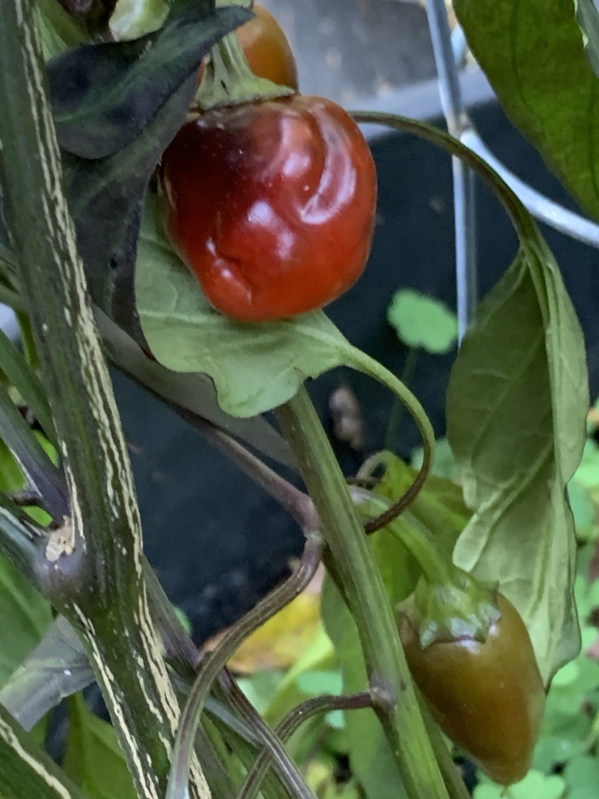 25+ Count Dracula Pepper Seeds 🇺🇸 USA Grown 🇺🇸 100% Organic!