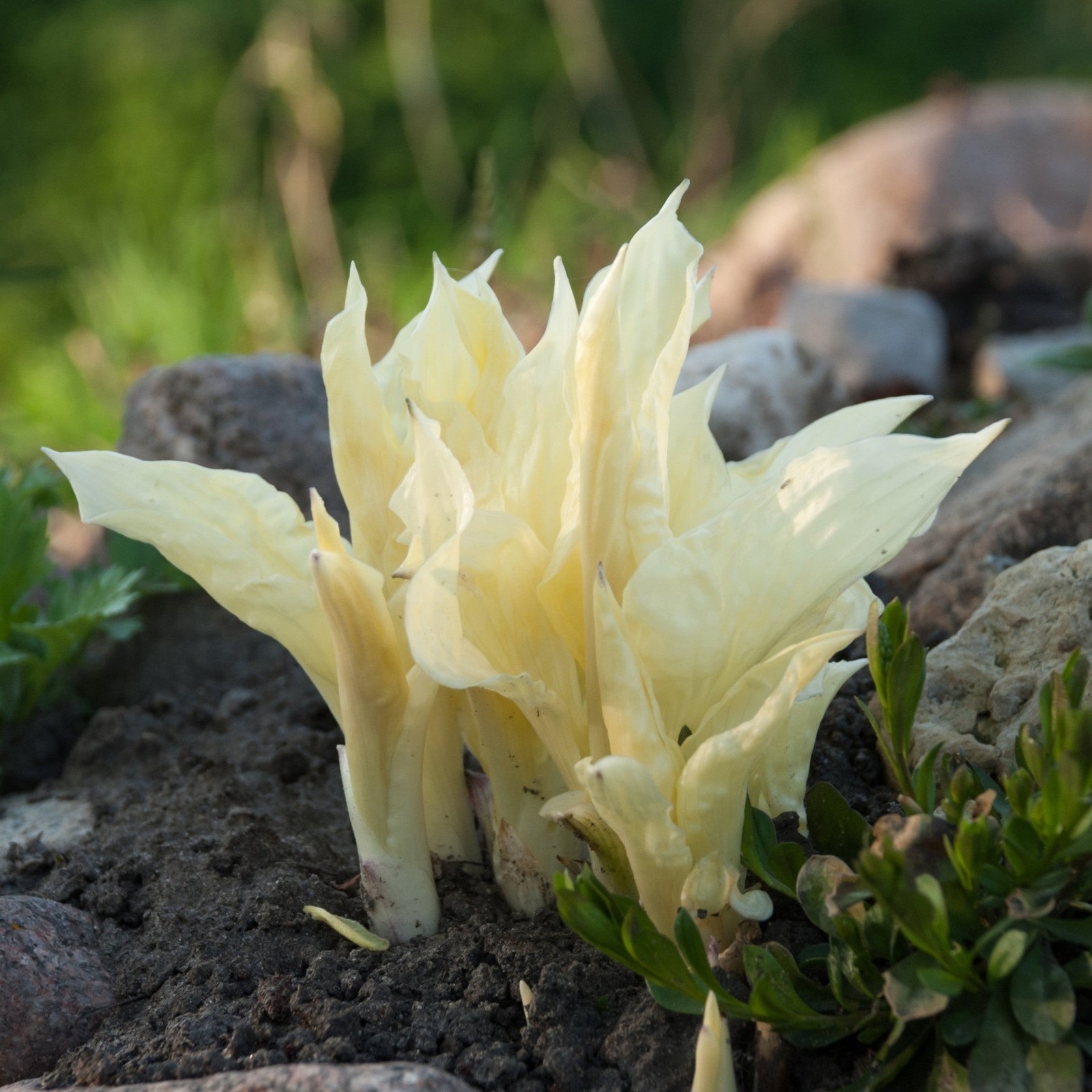 Hosta White Feather 3 Plant Roots, Bright Foliage in Shade Summer Blooms