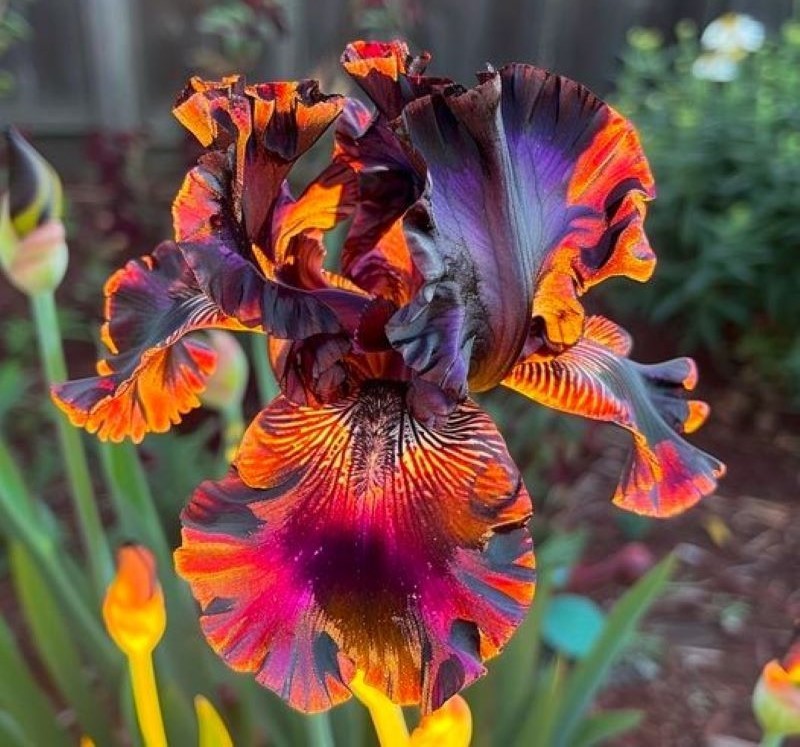 50 Iris Seeds Much Less Money Than Bulbs ..