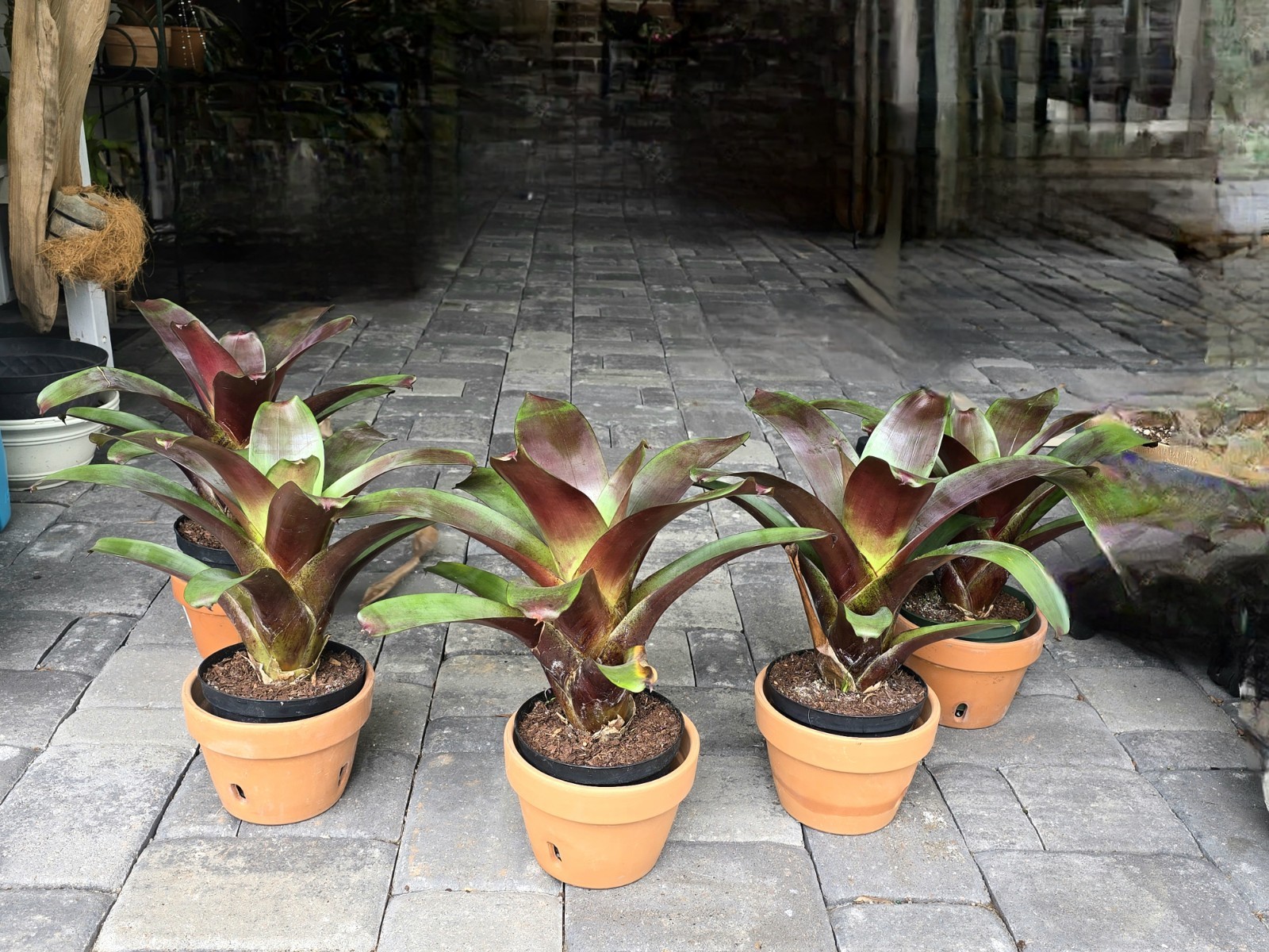 Stunning Alcantarea Imperialis ‘Rubra’ Bromeliad