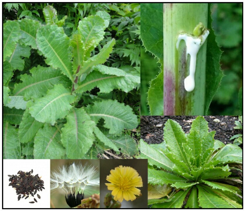 True Wild Lettuce Seeds – Lactuca virosa –