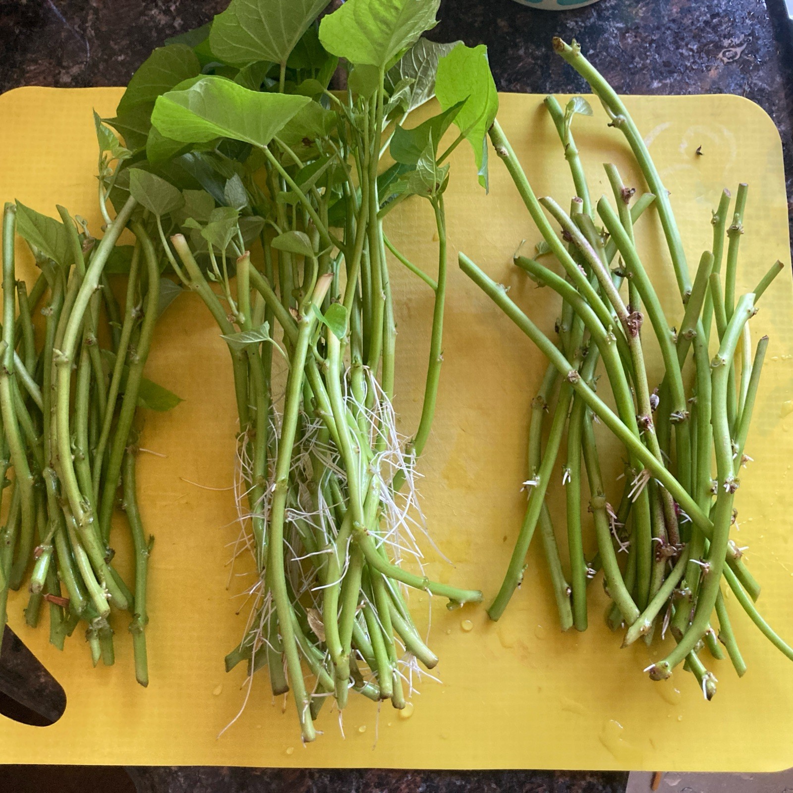 20 Organic White Sweet potato Slips/Cuttings/Asian Plants/Khoai
