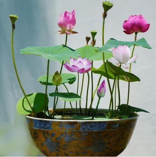 10pcs Pre-Sprouted Mixed Color Bonsai Bowl Lotus Aquatic Plants Ready to Thrive